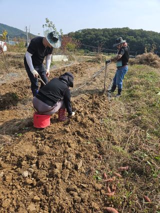 참깨7253님의 고구마 · 영농일지 작성글 사진