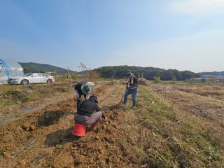 참깨7253님의 고구마 · 영농일지 작성글 사진