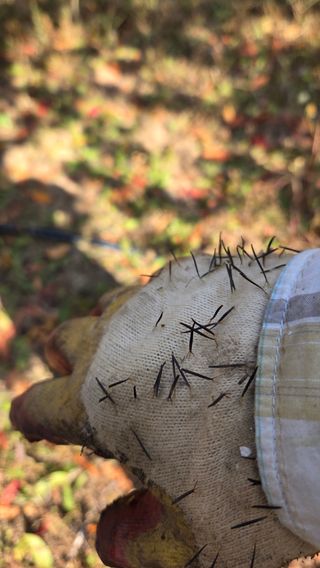 님의 기타작물 · 영농일지 작성글 사진