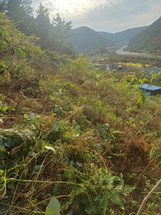 보공(김대호)님의 기타작물 · 영농일지 작성글 사진