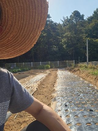 권상탁님의 마늘 · 영농일지 작성글 사진