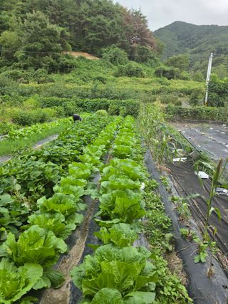 동길니우스님의 기타작물 · 영농일지 작성글 사진