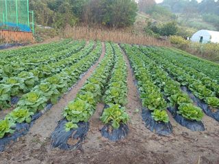 김진현님의 배추 · 영농일지 작성글 사진