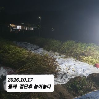시민농장님의 들깨 · 영농일지 작성글 사진