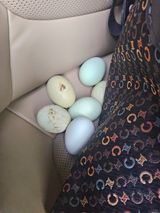 발해인님의 작성글 사진