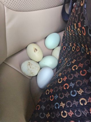발해인님의 기타작물 · 영농일지 작성글 사진