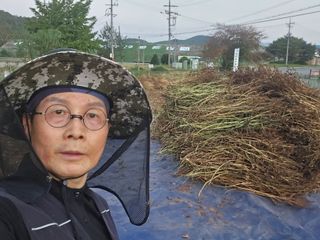 심기정님의 들깨 · 영농일지 작성글 사진