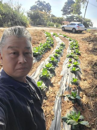 로만아빠님의 배추 · 영농일지 작성글 사진