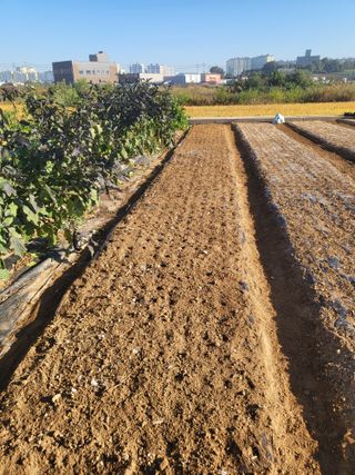 최병우님의 들깨 · 영농일지 작성글 사진
