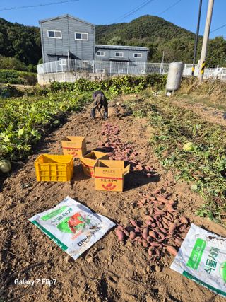 원머루 강낙도님의 고구마 · 영농일지 작성글 사진