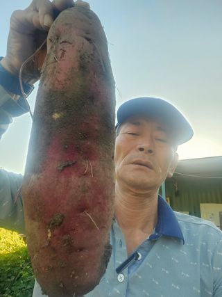 위종선님의 고구마 · 영농일지 작성글 사진
