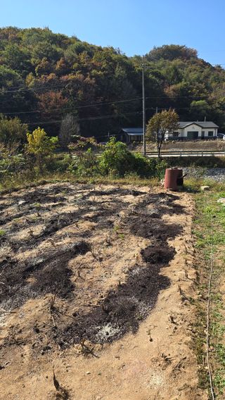 이규섭님의 마늘 · 영농일지 작성글 사진