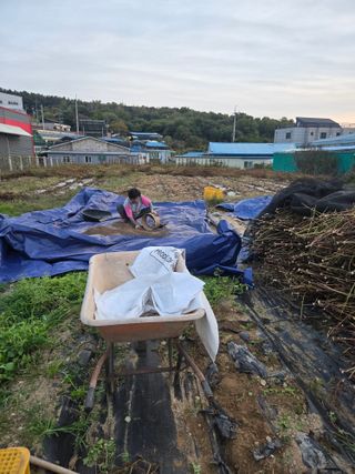 뚜벅이님의 기타작물 · 영농일지 작성글 사진