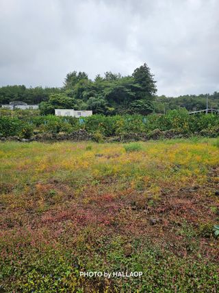 모래알님의 귤 · 영농일지 작성글 사진