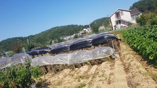 최춘득 청대산 님의 작성글 사진