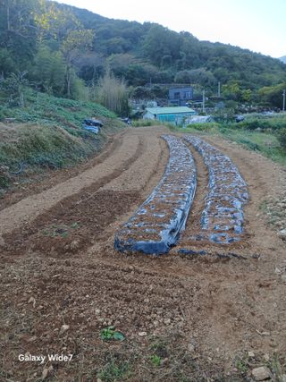 김명자님의 마늘 · 영농일지 작성글 사진