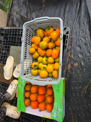 김진영님님의 기타작물 · 영농일지 작성글 사진
