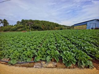 오이8898황산면님의 배추 · 영농일지 작성글 사진