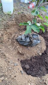 주윤발이님의 작성글 사진
