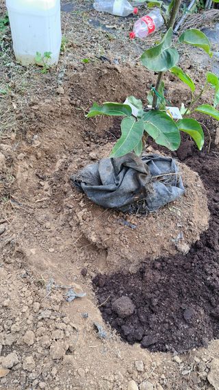 주윤발이님의 기타작물 · 영농일지 작성글 사진