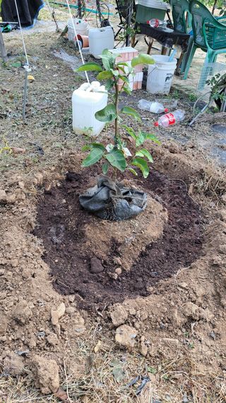 주윤발이님의 기타작물 · 영농일지 작성글 사진