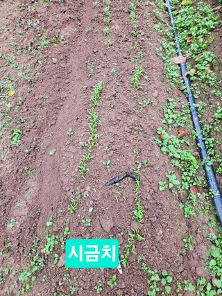 멧돼지님의 기타작물 · 영농일지 작성글 사진