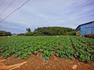 오이8898황산면님의 배추 · 영농일지 작성글 사진