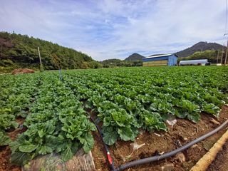 오이8898황산면님의 배추 · 영농일지 작성글 사진