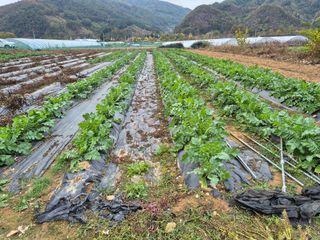 강윤석님의 기타작물 · 영농일지 작성글 사진