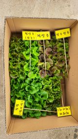 팜모닝 상추·영농일지 게시글 이미지