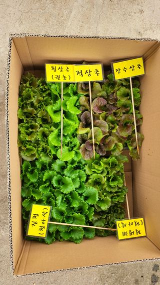 농학전공농업초보님의 상추 · 영농일지 작성글 사진