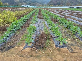 강윤석님의 기타작물 · 영농일지 작성글 사진