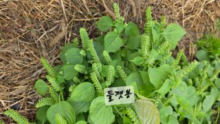 최석주님의 기타작물 · 영농일지 작성글 사진