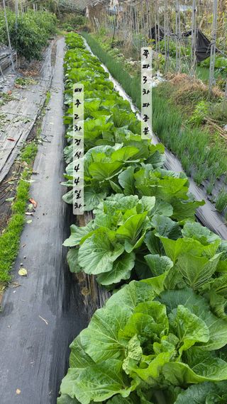 최석주님의 기타작물 · 영농일지 작성글 사진