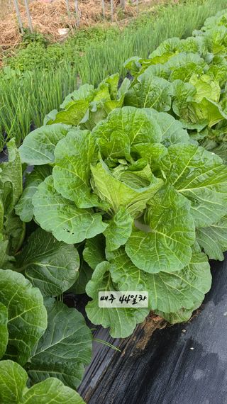 최석주님의 기타작물 · 영농일지 작성글 사진