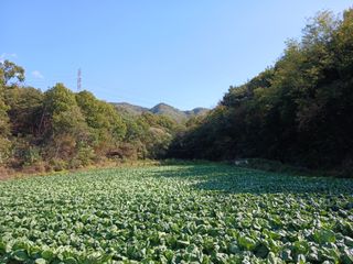 혜향님의 배추 · 영농일지 작성글 사진