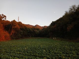 혜향님의 배추 · 영농일지 작성글 사진