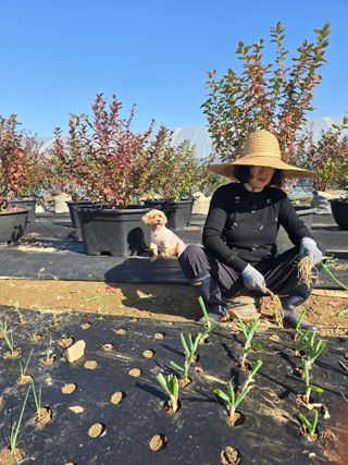 비타민님의 양파 · 영농일지 작성글 사진