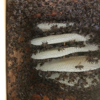 가로수님의 기타작물 · 영농일지 작성글 사진