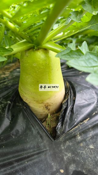 최석주님의 기타작물 · 영농일지 작성글 사진