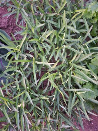 안산제일농약사님의 기타작물 · 영농일지 작성글 사진