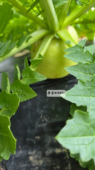 최석주님의 기타작물 · 영농일지 작성글 사진