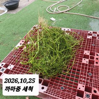 시민농장님의 고추 · 영농일지 작성글 사진