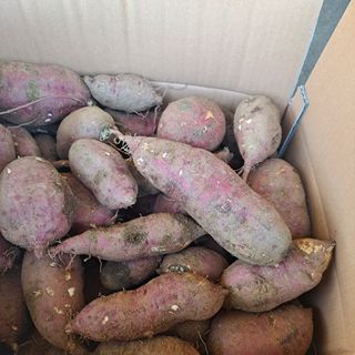 보리님의 기타작물 · 영농일지 작성글 사진