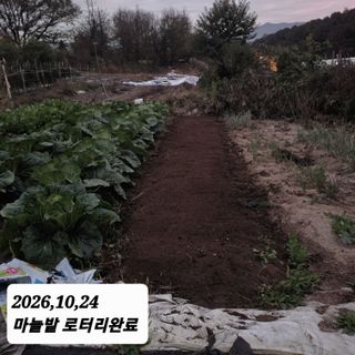 시민농장님의 마늘 · 영농일지 작성글 사진