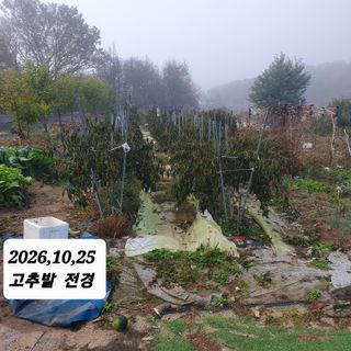 시민농장님의 고추 · 영농일지 작성글 사진
