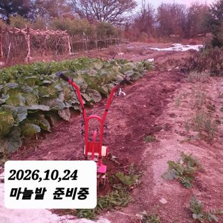 시민농장님의 마늘 · 영농일지 작성글 사진