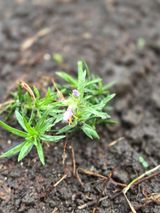 산방자연농원님의 작성글 사진