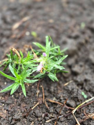 산방자연농원님의 기타작물 · 영농일지 작성글 사진