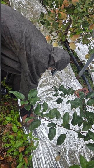 봉좌산님의 사과 · 영농일지 작성글 사진